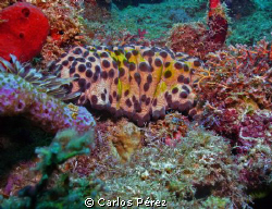 Three-Rowed Sea Cucumber Puerto Rico by Carlos Pérez 